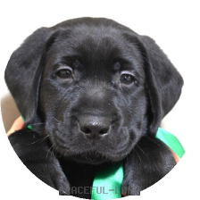 英国ラブラドールの子犬